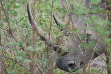 Swanage Safari Rhino
